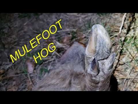 6 Hogs In 3 Nights