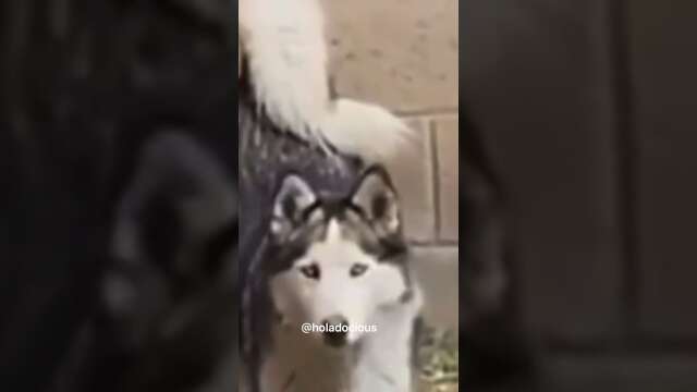 Dogs Get Caught Red Handed