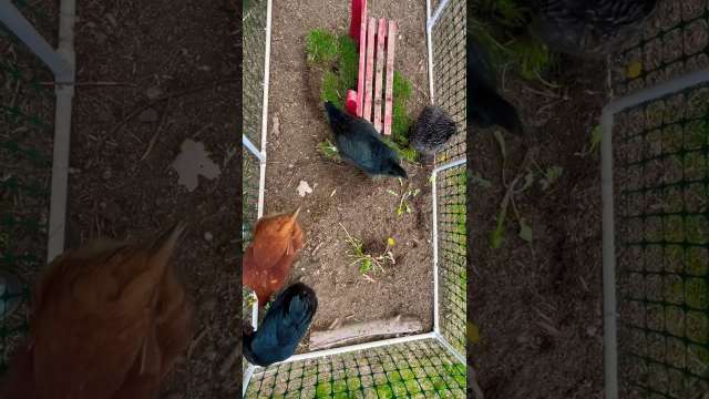 Chickens Top-Down View #shorts