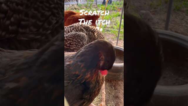 Scratch the Itch Chicken #shorts