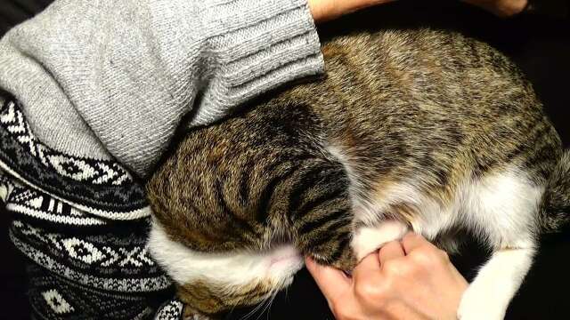 Sweet Kitten Looks for Warmth