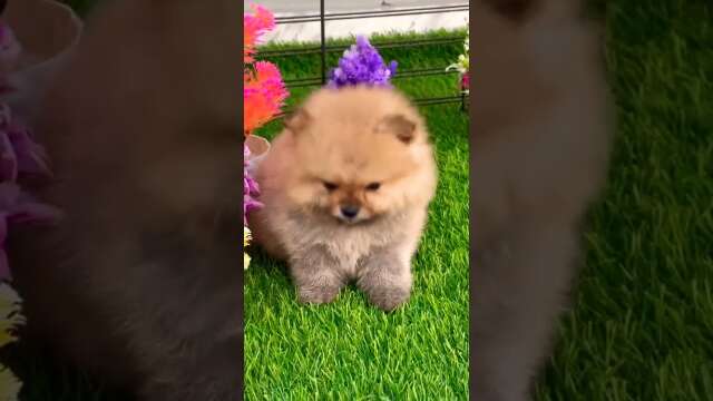toy pom😘😘😘😘😘❤️👍