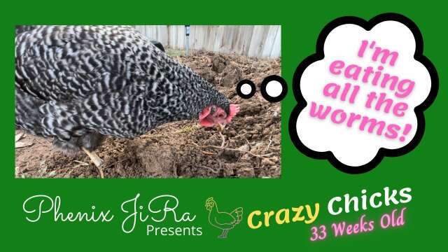 Day in the Life of Chickens