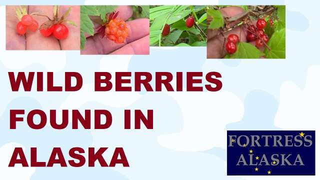 S2E38 Wild Berries Found in Alaska