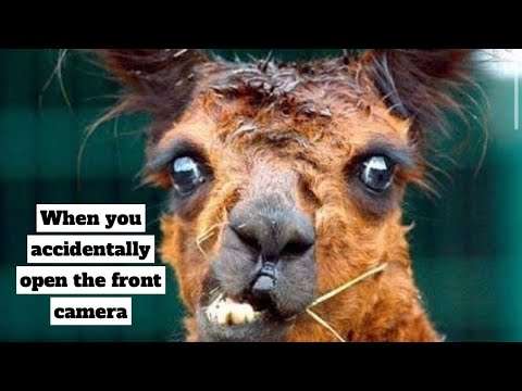 Hood Animal Voiceovers π€£ (August 24, 2022)