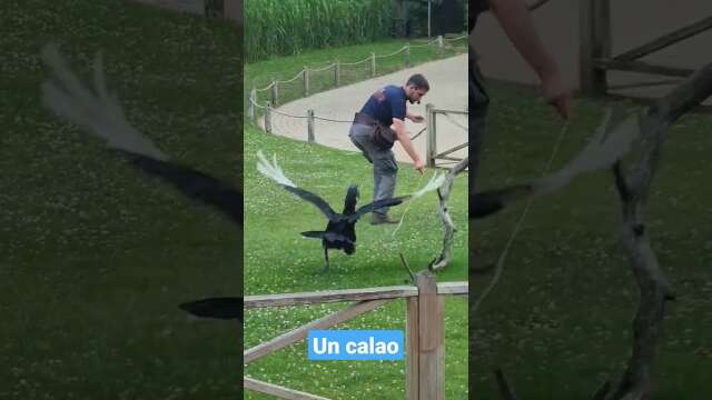 calao au zoo de La Flèche