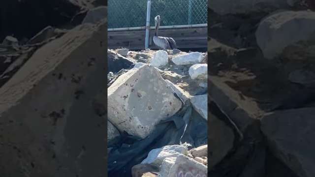 Goofy! Pelican So Huge I Didn’t Realize What It Was