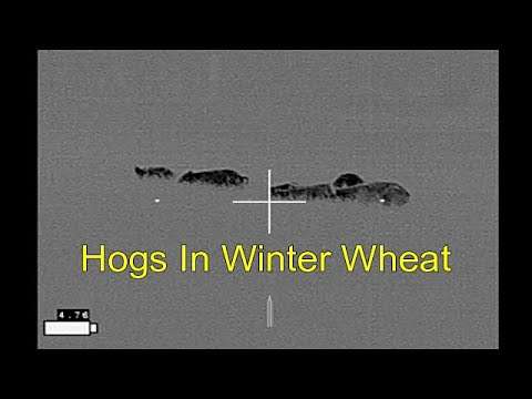 2 Gilts & 1 Boar in the Winter Wheat, Again