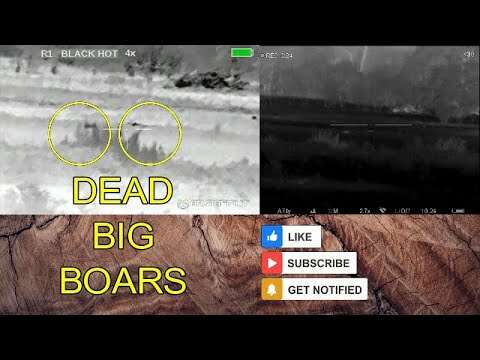 A Couple Of Big Boars From Palo Pinto County, Texas