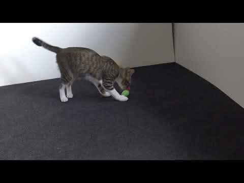 Cat Toys Are Boring