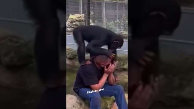 MONKEY GIVES MOTIVATION #shorts