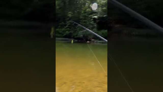 stalking creek bass #shorts