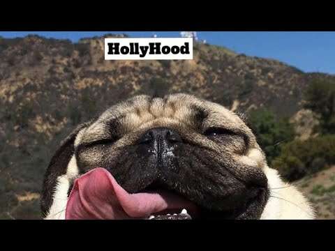 Hood Animal Voiceovers! (October 21, 2022)
