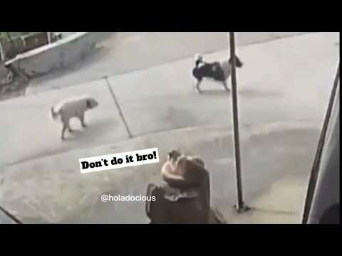 Hood Animal Voiceovers π€£ (November 21, 2022)