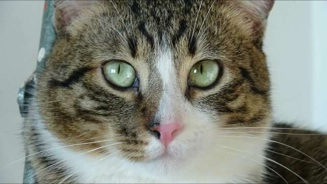 Cat Photography
