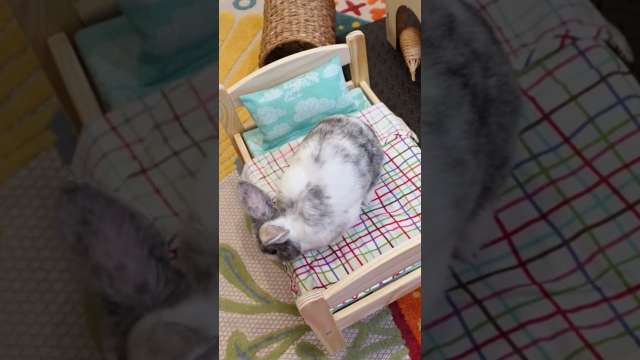 Bunny Discovers IKEA Doll Bed 🐇 #shorts