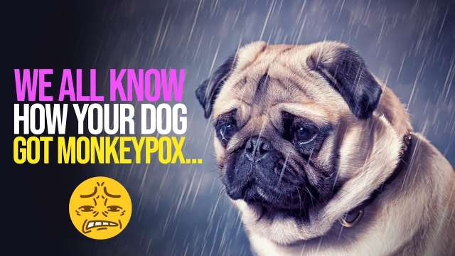 We All Know How Your DOG Got MONKEYPOX.....