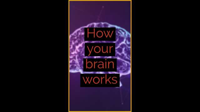 How your brain works