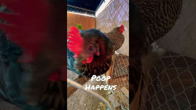 Chicken Poop Makes Me Laugh
