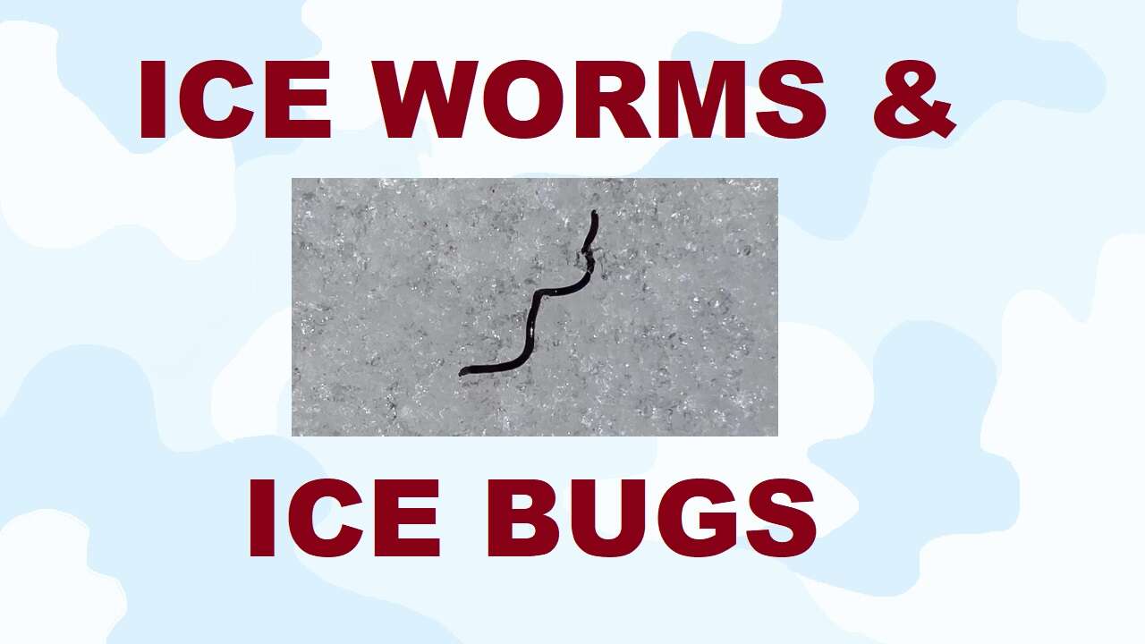 S3E5 Ice Worms and Ice Bugs