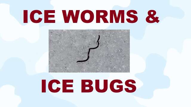 S3E5 Ice Worms and Ice Bugs