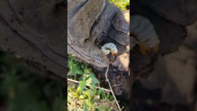 un peu de protéine ? 🦗🐛