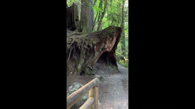 My Hike To Cleveland Dam In West Vancouver BC