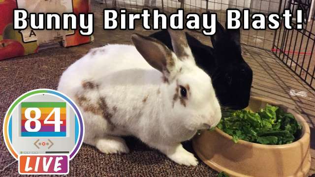 Mac84 LIVE: Bunny Birthday Blast + Q&A