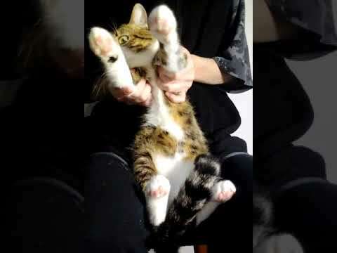 Dancing Cat #shorts