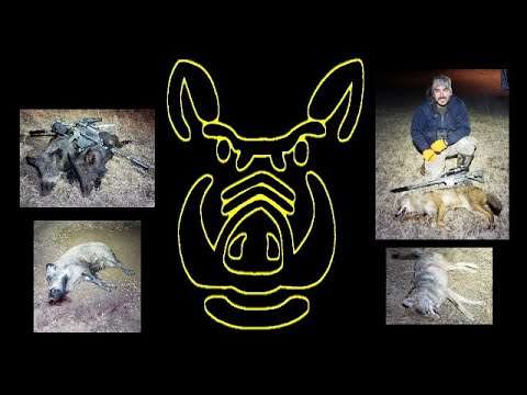 Hogs & Coyotes, Several Hunts
