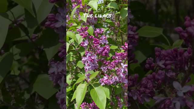 Lilacs in the Yard