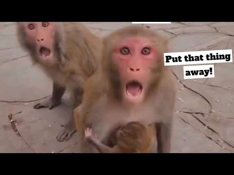 Hood Animal Voiceovers π€£ (September 4, 2022)