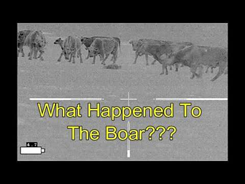 Two Boars In High Winds