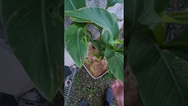 le cannas au jardin