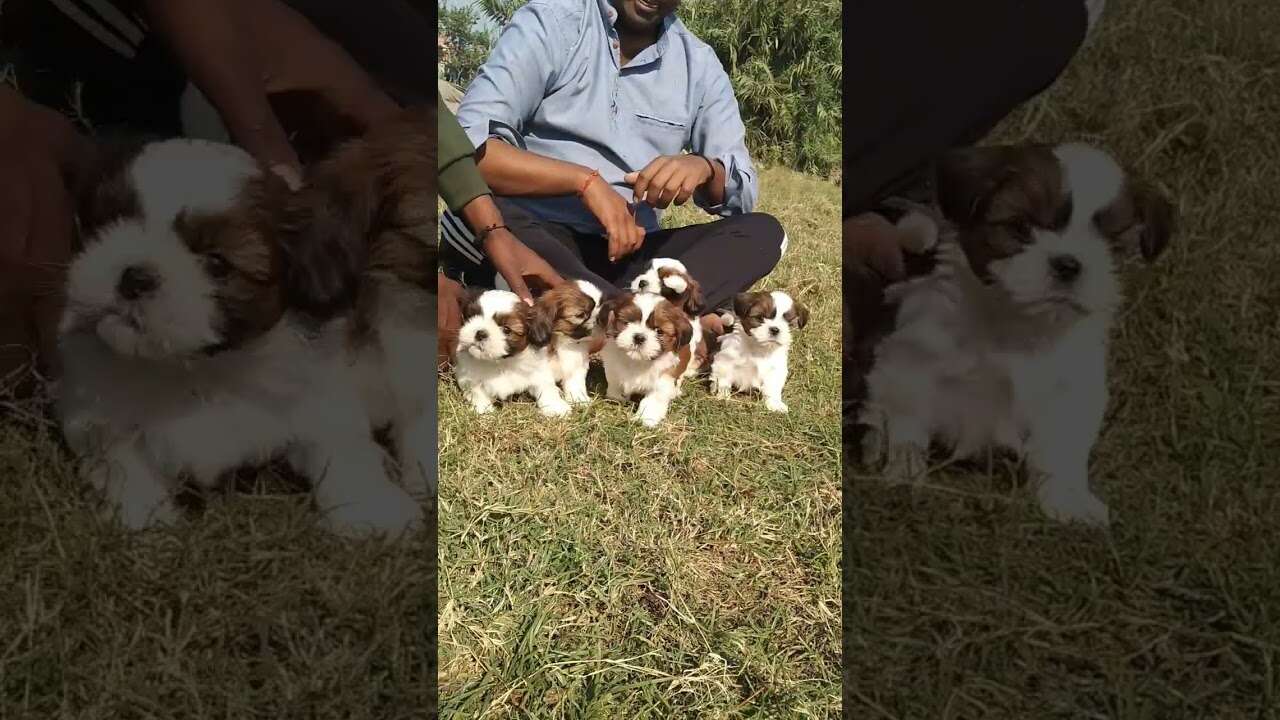 sitzu puppy ❤️👍❤️👍❤️