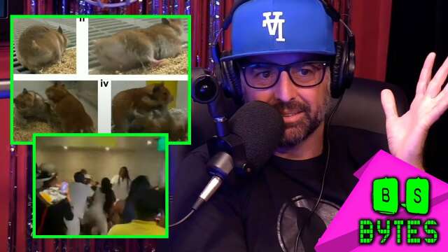 BS Bytes: Cruise Ship Brawl Video + Hamsters Gone Wild