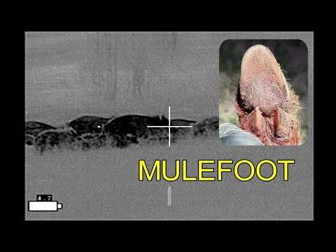 Females Down: 1 MULEFOOT GILT, 1 Milk Sow, & 1 Gilt