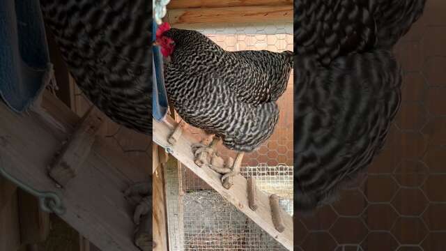 Chicken conversations #shorts