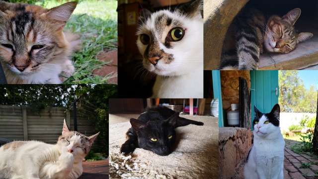 EP 37 Meet The 6 Cats Going To Italy - Wait 6?