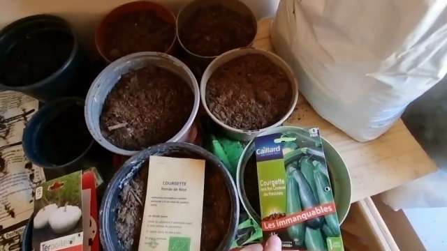 planter les courgette au mois d'août