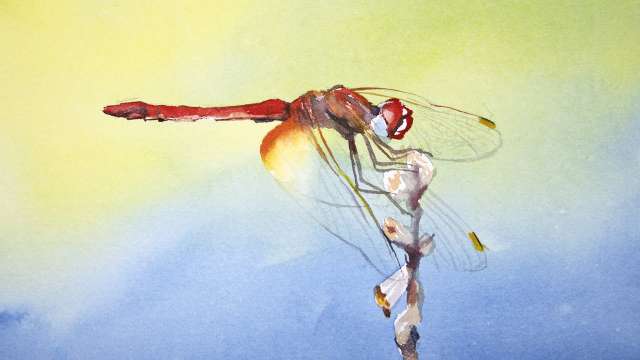 Watercolor painting of a dragonfly