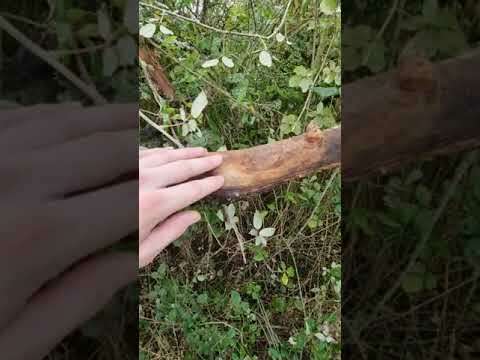 cet arbre est-il vraiment mort