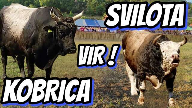 SVILOTA I KOBRA VIR POSUŠJE 2022