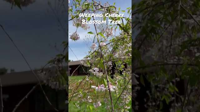 Weeping Cherry Blossom Tree #shorts