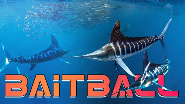 Fishing at finger bank of from Cabo San Lucas