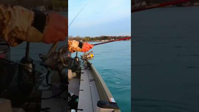 Good Eating Walleye! #walleyefishing