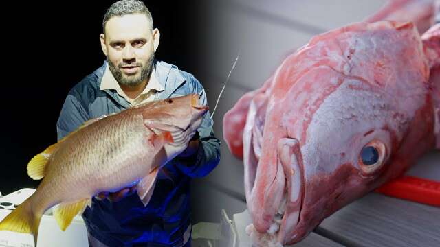 Catching and cooking snappers