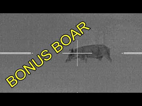 Noslar Partition 100 gr On A Sow & 2 Boars