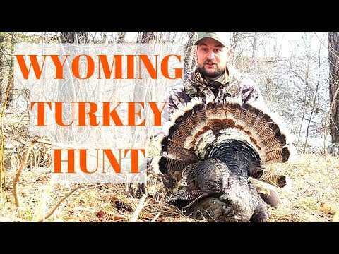 Wyoming Turkey Hunt