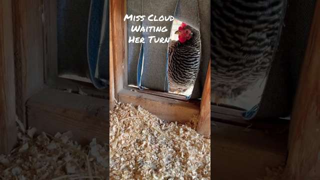 Miss Cloud Wants to Lay an Egg! #shorts